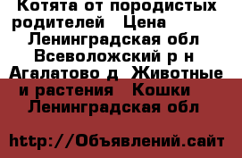 Котята от породистых родителей › Цена ­ 1 000 - Ленинградская обл., Всеволожский р-н, Агалатово д. Животные и растения » Кошки   . Ленинградская обл.